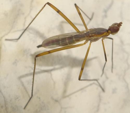 Micropeza lateralis